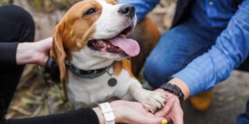 Exigencia legal a todos aquellos que quieran tener perro