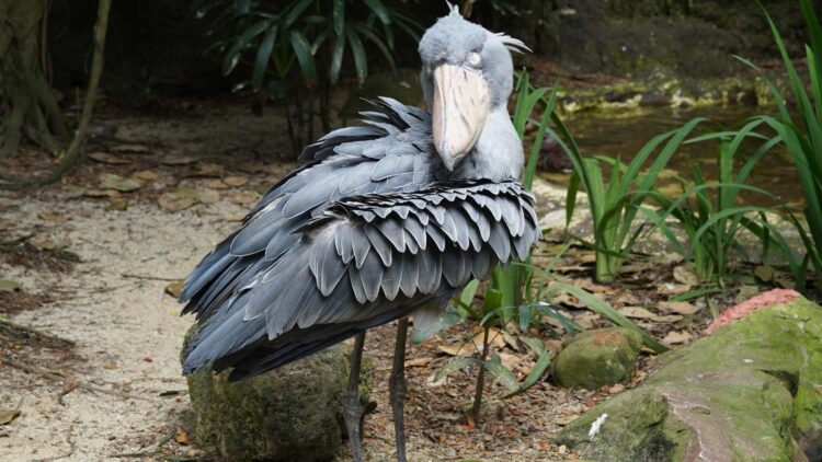 Ni leones ni hienas: el verdadero depredador sorpresa