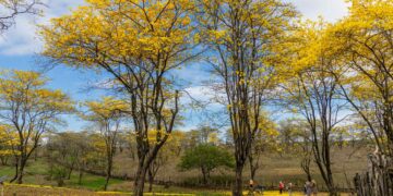 Este es el árbol español con la madera más dura