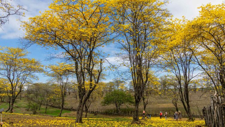 Este es el árbol español con la madera más dura