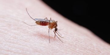 Lidl lo vuelve a hacer: acaba con los mosquitos de tu terraza