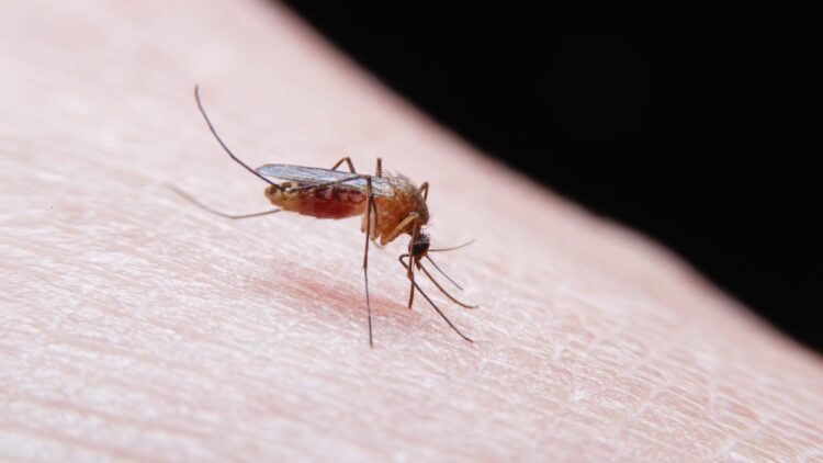 Lidl lo vuelve a hacer: acaba con los mosquitos de tu terraza