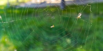 Estos animales son la solución natural contra los mosquitos