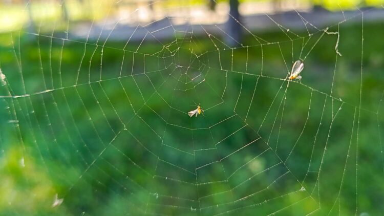 Estos animales son la solución natural contra los mosquitos