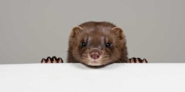 Este depredador se está extendiendo por Salamanca