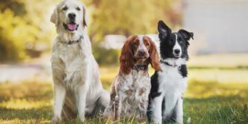 Esta es la raza de perro más bonita