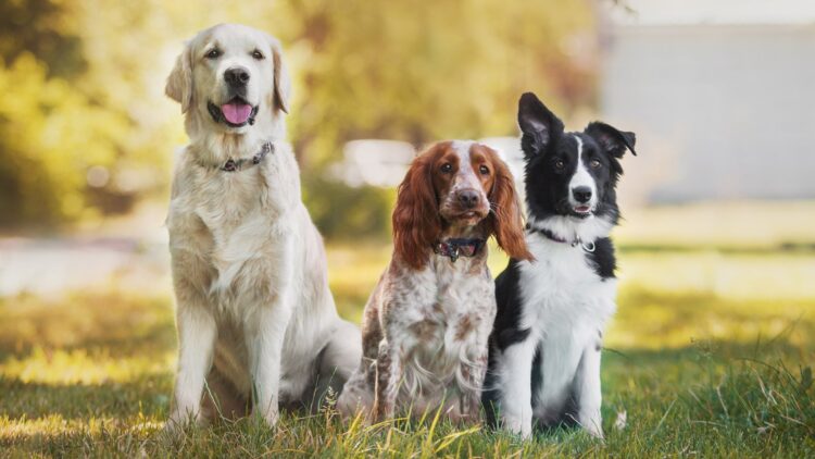Esta es la raza de perro más bonita