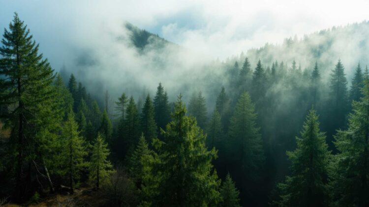 Motivo por el que el mayor pinar de la península nunca ha ardido