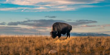 Esta criatura extinta de 9.000 años fue hallada intacta