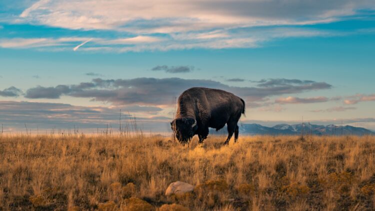 Esta criatura extinta de 9.000 años fue hallada intacta