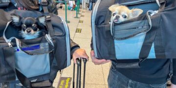 Equipara la pérdida de una mascota en vuelo con una maleta