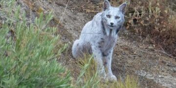 Hallazgo histórico: un fotógrafo capta en Jaén por primera vez