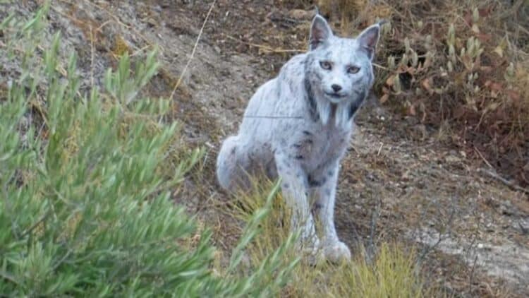 Hallazgo histórico: un fotógrafo capta en Jaén por primera vez