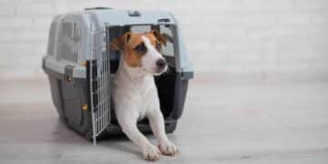 Un tribunal limita la indemnización por pérdida de mascotas