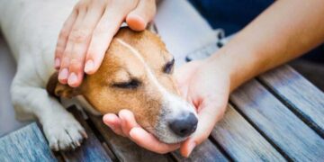 La forma de decir 'me duele' que tienen tus mascotas