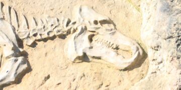 Descubren en la Patagonia argentina un nuevo dinosaurio