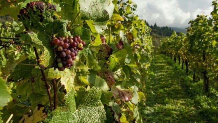 Adiós al liderazgo español: este producto 'made in Spain' cae en producción y preocupa al sector agrario 1 Este producto 'made in Spain' cae en producción