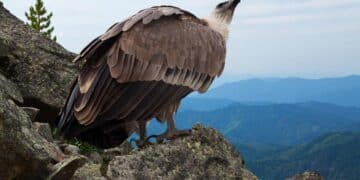 Hallan muerto por envenenamiento a Centenario, el quebrantahuesos liberado en los Picos de Europa