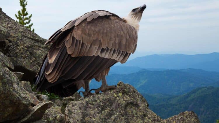 Hallan muerto por envenenamiento a Centenario, el quebrantahuesos liberado en los Picos de Europa