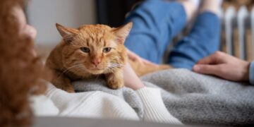 Ni Egipto ni Roma: el ADN antiguo señala el inesperado punto de partida de los gatos domésticos, según científicos europeos