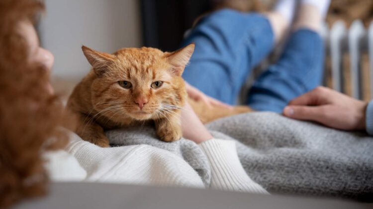 Ni Egipto ni Roma: el ADN antiguo señala el inesperado punto de partida de los gatos domésticos, según científicos europeos