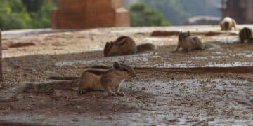 Adiós a la okupación: desalojan en Barcelona un asentamiento de gente sin techo por culpa de una plaga de ratas