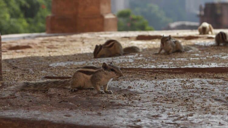 Adiós a la okupación: desalojan en Barcelona un asentamiento de gente sin techo por culpa de una plaga de ratas