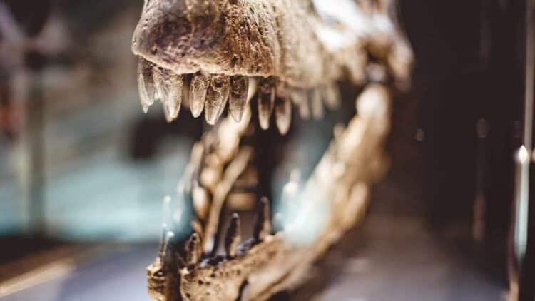 Hayan restos dinosaurio