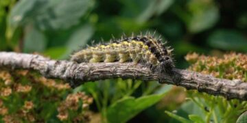 Alerta de expertos: así debes actuar si la peligrosa oruga procesionaria os toca a ti o a tu perro