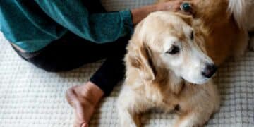 perro de apoyo ayuda por primera vez a declarar