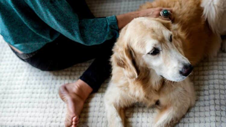 perro de apoyo ayuda por primera vez a declarar