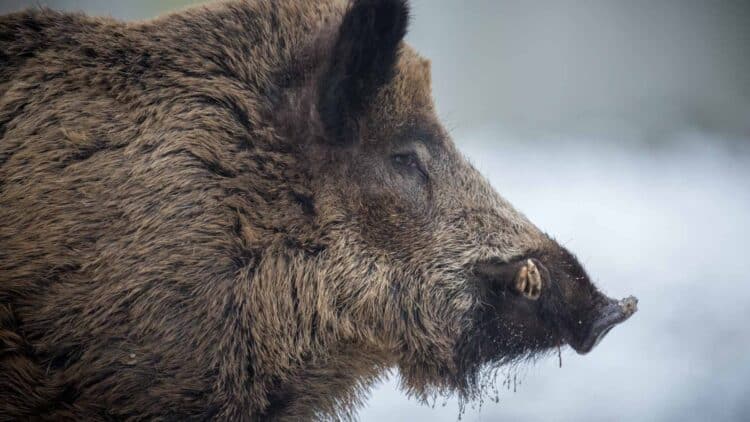 Peste porcina jabalí