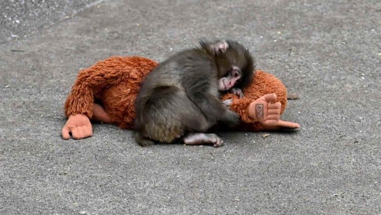 Andrea Anaya, psicóloga, sobre el mono Punch: "Este gesto no es por seguridad, es por supervivencia" 1 Mono Punch