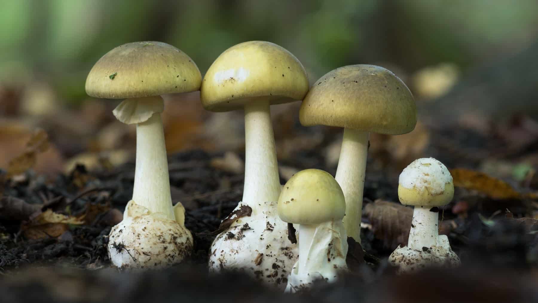 Scientists warn that the “death fungus” is adapting to new environments and expanding its threat