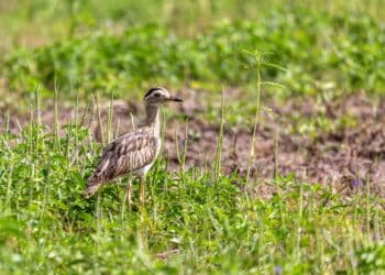 Double-striped thick-knee spotted in Texas — A historic find in North America