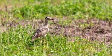 Double-striped thick-knee spotted in Texas — A historic find in North America