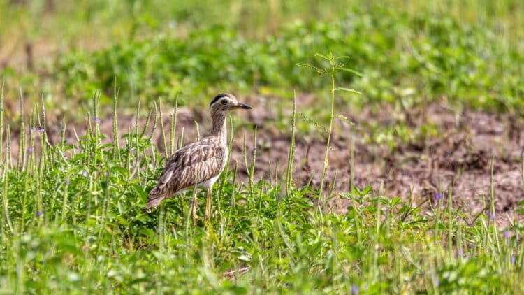 Confirmed - double-striped thick-knee spotted in Texas and experts say it's a historic find in North America 1 Double-striped thick-knee spotted in Texas — A historic find in North America
