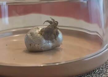 Man finds silver potato-shaped meteorite in Panama containing "a living organism"