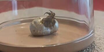 Man finds silver potato-shaped meteorite in Panama containing "a living organism"
