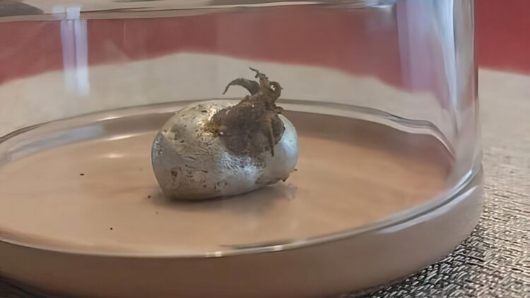 Scientists in shock - Man finds silver potato-shaped meteorite in Panama containing a living organism not from this planet 1 Man finds silver potato-shaped meteorite in Panama containing "a living organism"