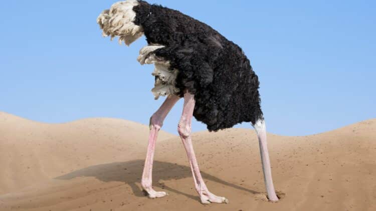 It's official - the University of Chicago identifies the exact age at which the “ostrich effect” emerges in humans and affects children 1 University of Chicago identifies the exact age at which the “ostrich effect” emerges in humans