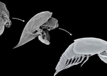 Scientists identify alien-looking seafloor larva and it's not what they thought