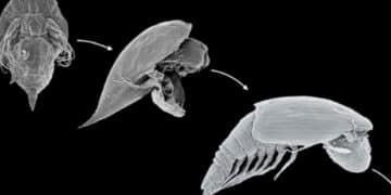 Scientists identify alien-looking seafloor larva and it's not what they thought