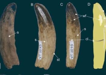Fang of giant prehistoric predator that dominated South America 25 million years ago discovered in Brazil