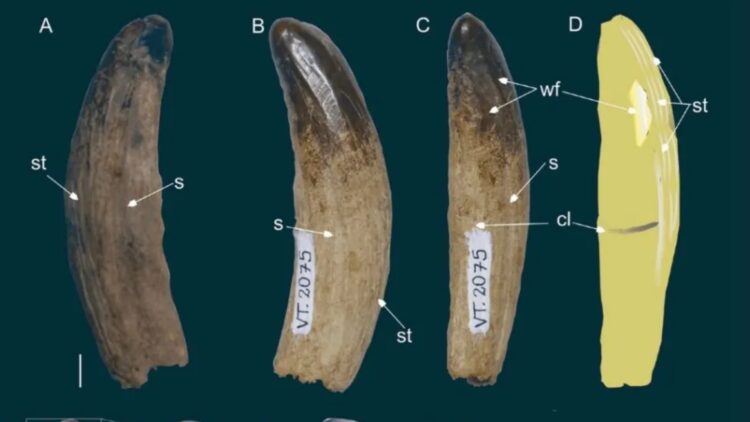 Farewell to the mystery of the swamp - fang of giant prehistoric predator that dominated South America 25 million years ago discovered in Brazil 1 Fang of giant prehistoric predator that dominated South America 25 million years ago discovered in Brazil
