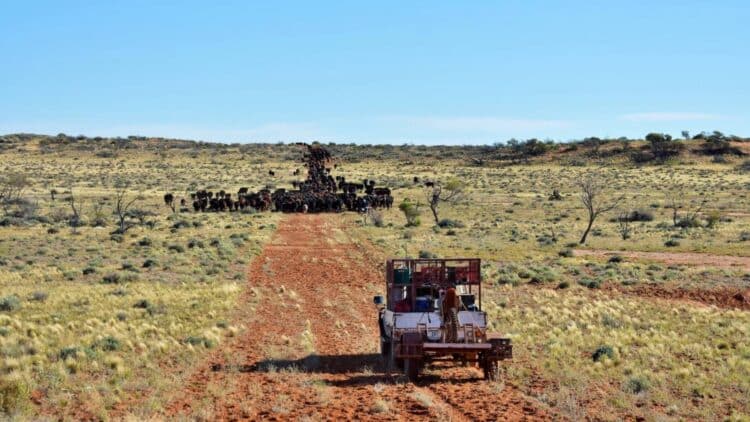 It's official - the owners of the world's largest cattle station are facing charges of environmental and cultural damage in the Australian Outback 1 Owners of the world's largest cattle station are facing charges of environmental and cultural damage