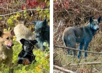 Mysterious blue dogs at Chernobyl baffle the world