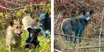 Mysterious blue dogs at Chernobyl baffle the world