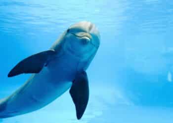 Dolphins wear “sea wigs” as a symbol of love and creativity under the ocean