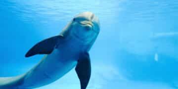 Dolphins wear “sea wigs” as a symbol of love and creativity under the ocean